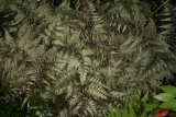 Athyrium niponicum var. pictum RCP4-09 226.jpg